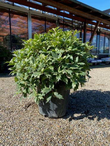 Stachelblättrige Duftblüte 'Tricolor' / Osmanthus heterophyllus 'Tricolor'
