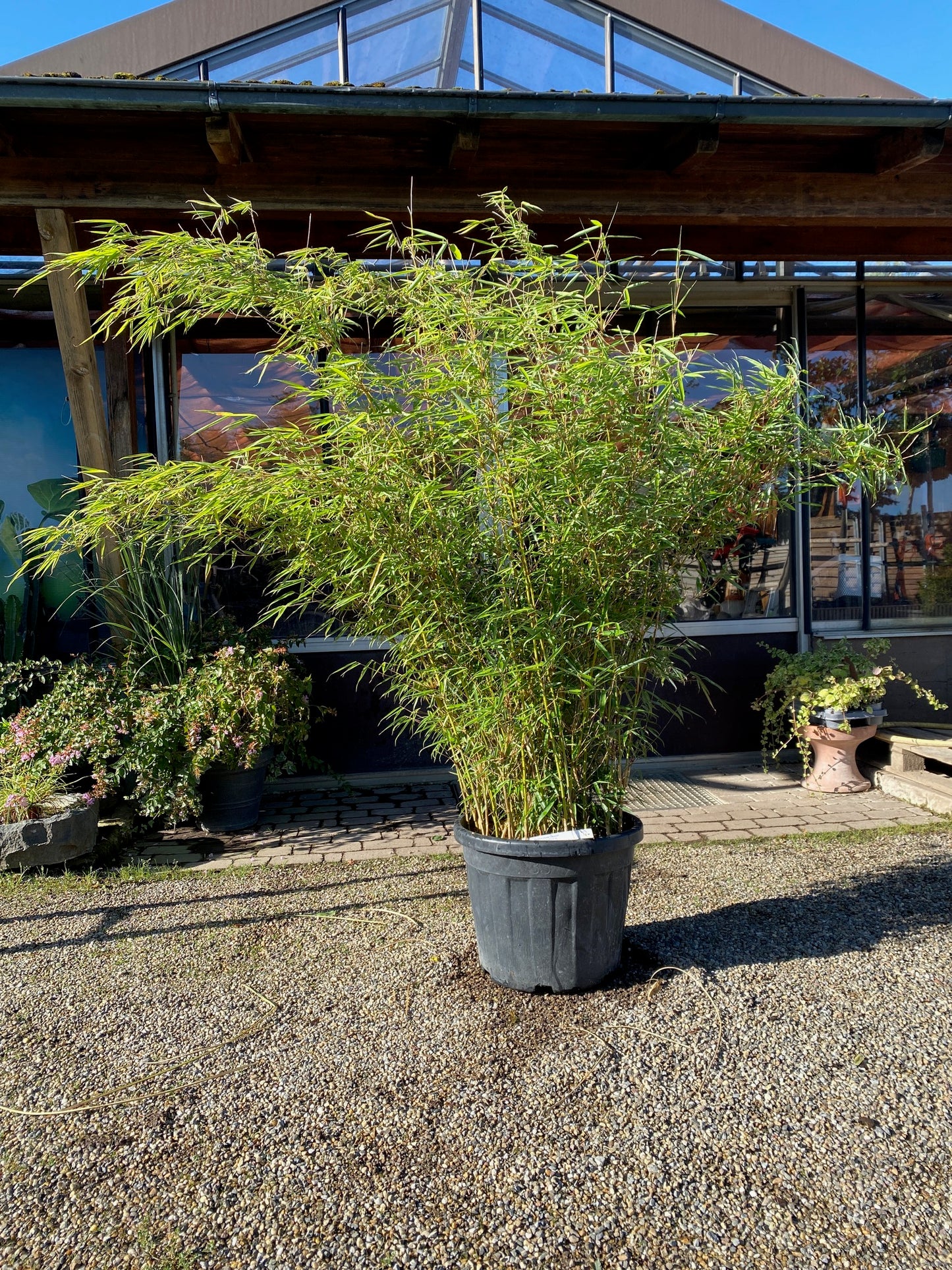 Schirmbambus 'Campbell' / Fargesia robusta 'Campbell'