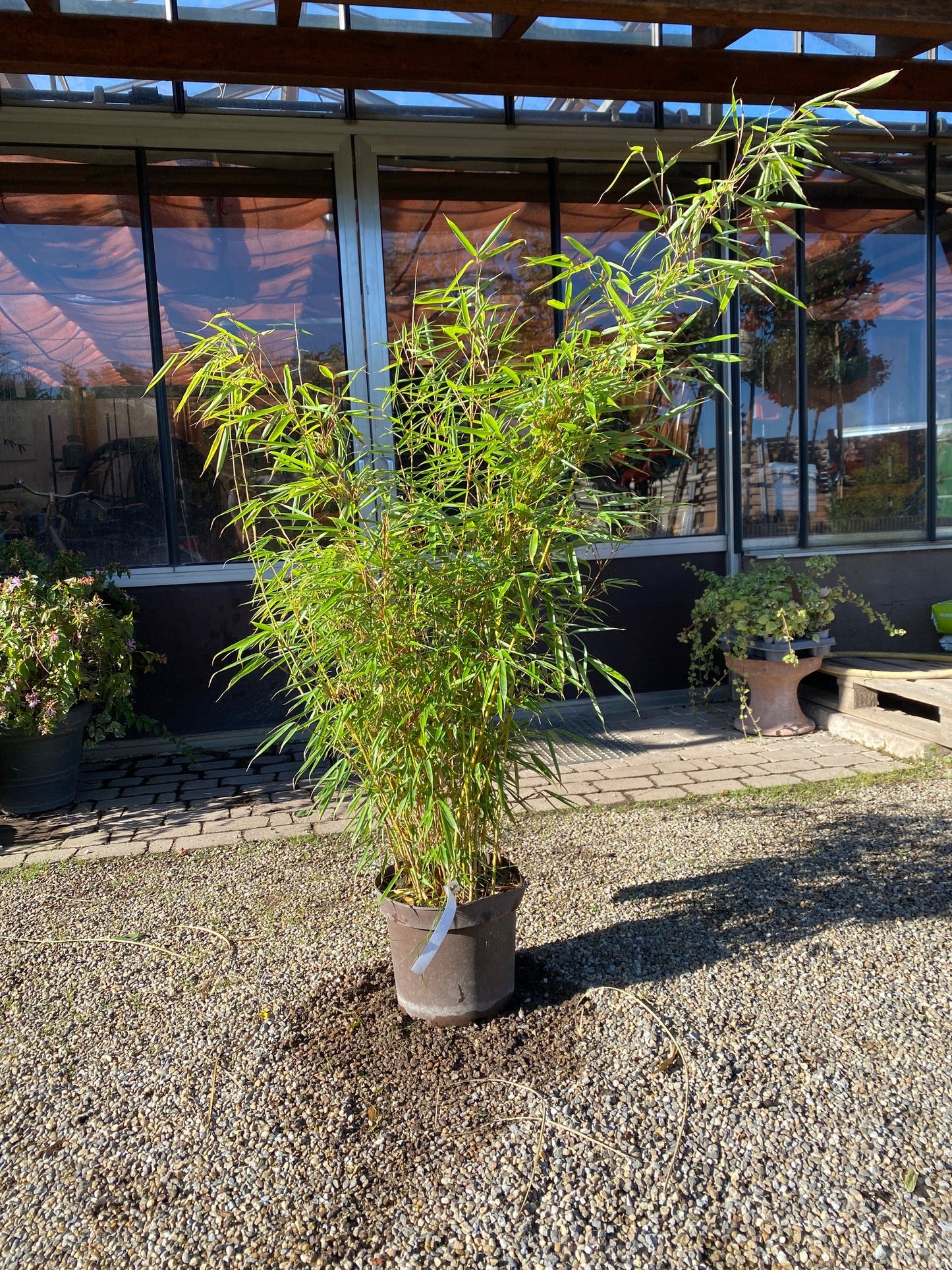 Schirmbambus 'Campbell' / Fargesia robusta 'Campbell'