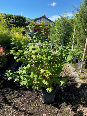 Gewöhnlicher Schneeball 'Roseum' / Viburnum opulus 'Roseum'