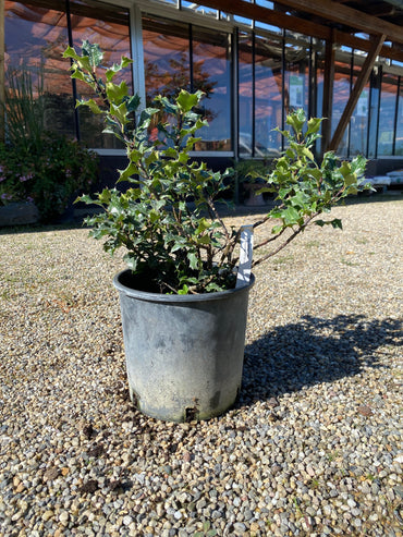 Stechpalme / Ilex meserveae