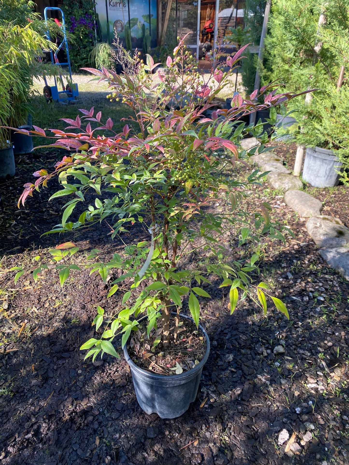 Heiliger Bambus / Nandina domestica