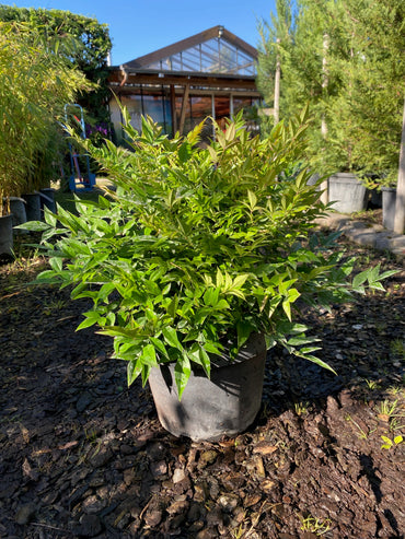 Heiliger Bambus 'Gulf Stream' / Nandina domestica 'Gulf Stream'
