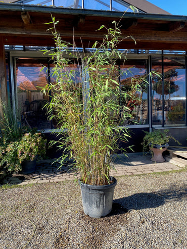 Schirmbambus / Fargesia rufa