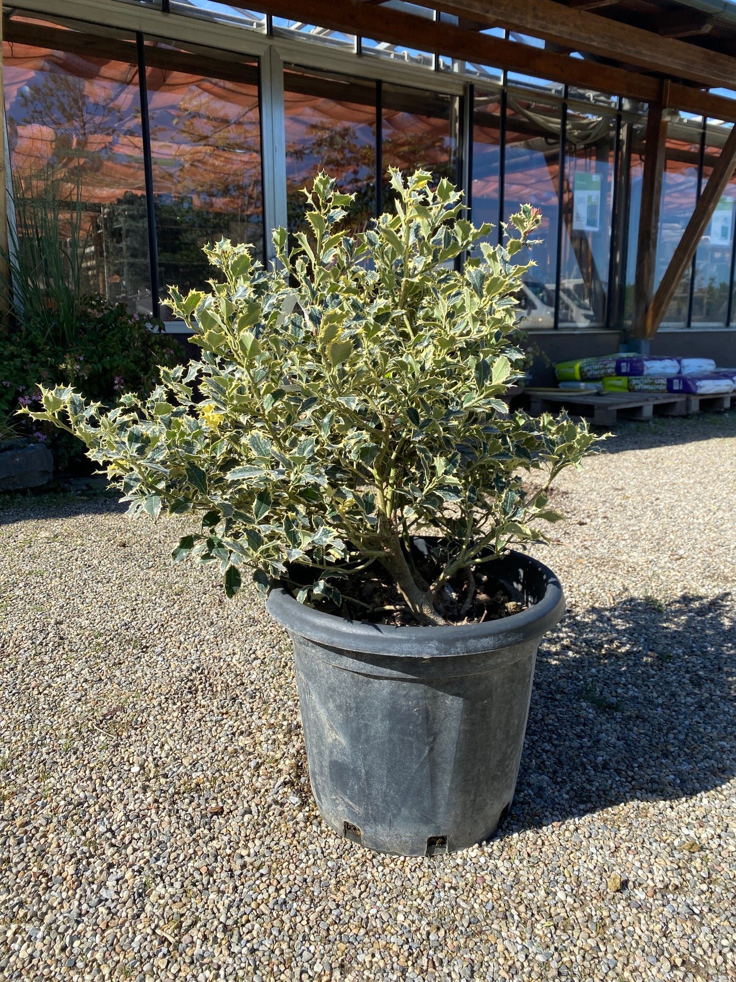 Weißbunte Stechpalme 'Argentea Marginata' / Ilex aquifolium 'Argentea Marginata'