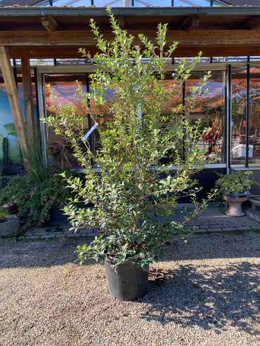 Stachelblättrige Duftblüte / Osmanthus heterophyllus