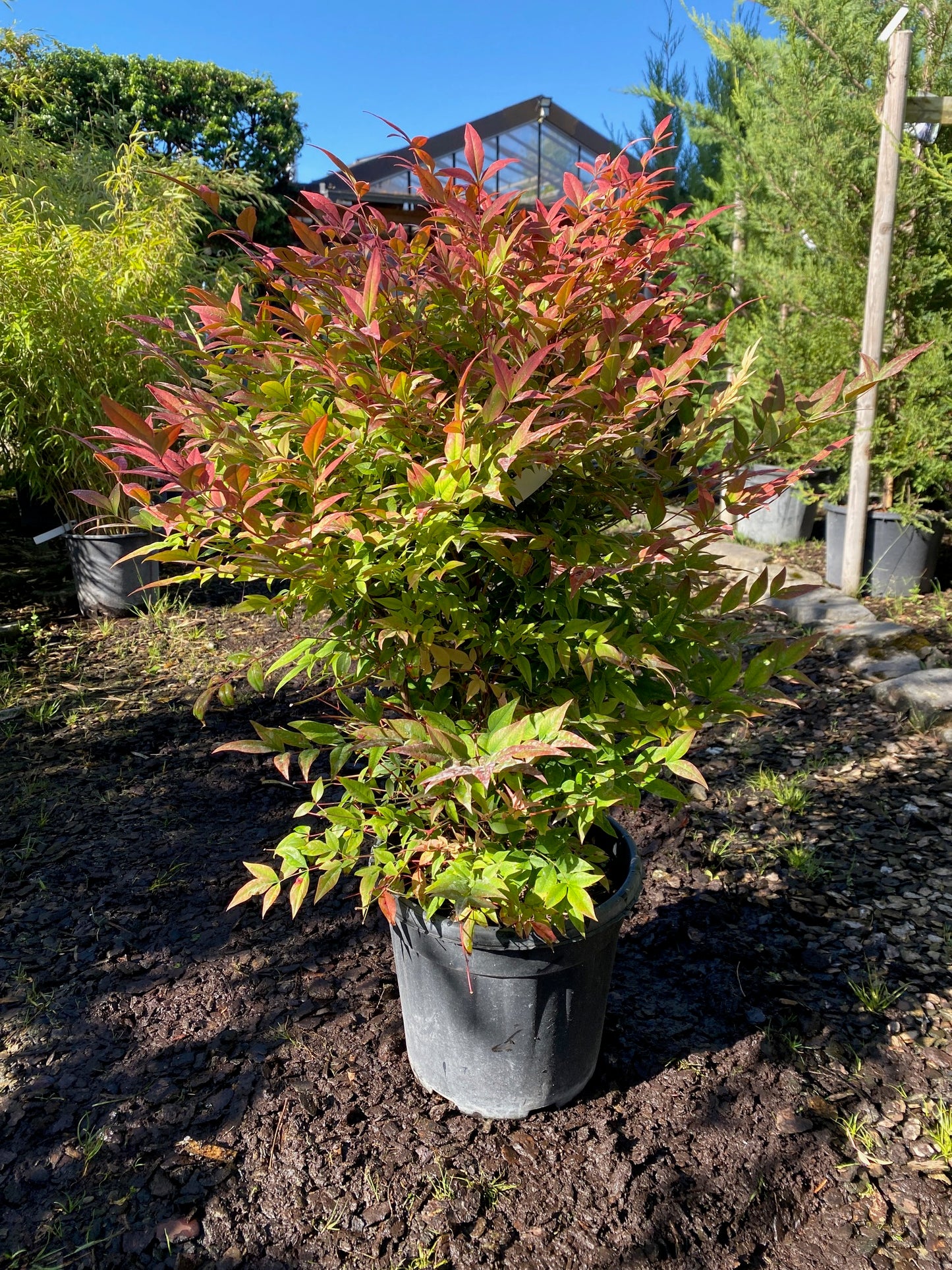 Heiliger Bambus 'Gulf Stream' / Nandina domestica 'Gulf Stream'