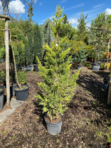 Leyland-Zypresse 'Gold Rider' / Cupressocyparis leylandii 'Gold Rider'