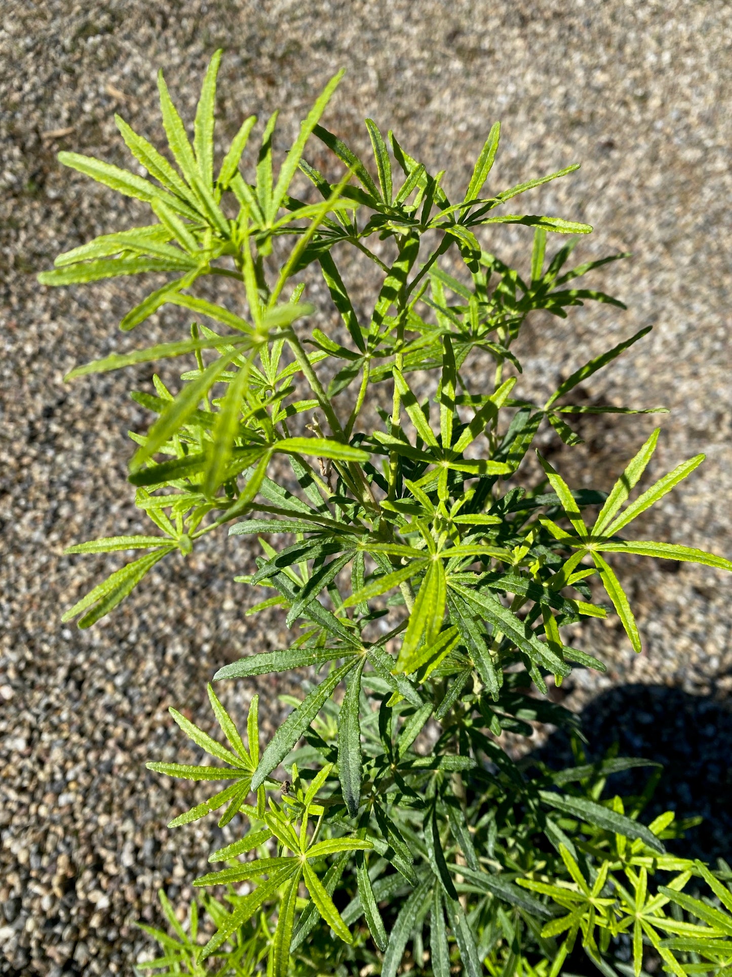 Orangenblume 'White Dazzler' / Choisya ternata 'White Dazzler'
