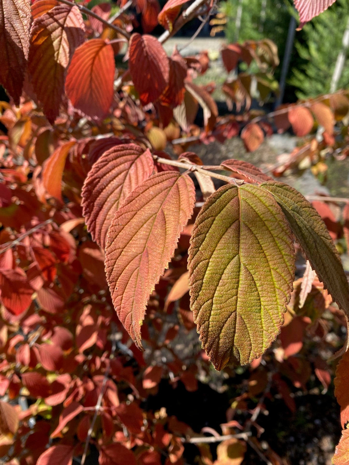 Gefüllter Schneeball 'Watanabe' / Viburnum plicatum 'Watanabe'