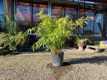 Schirmbambus 'Campbell' / Fargesia robusta 'Campbell'