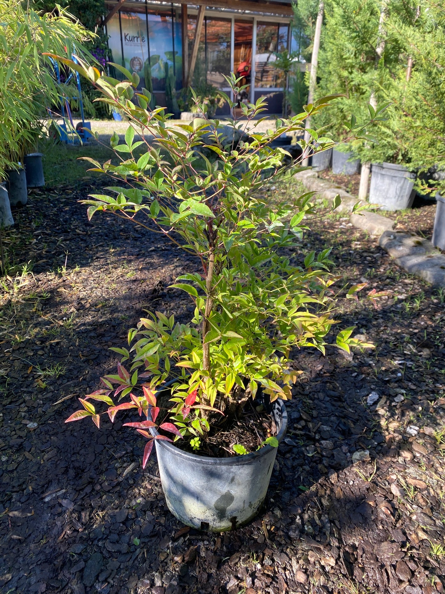 Heiliger Bambus / Nandina domestica