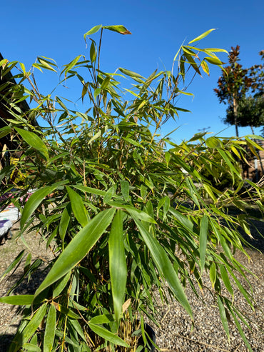 Gartenbambus 'Simba' / Fargesia murielae 'Simba'