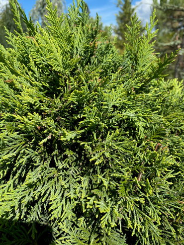 Leylandzypresse / Cupressocyparis leylandii