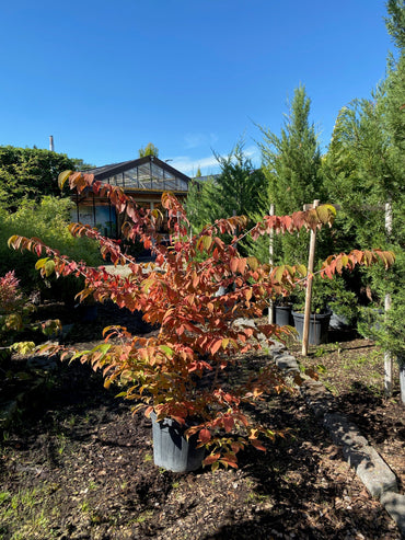 Gefüllter Schneeball 'Watanabe' / Viburnum plicatum 'Watanabe'