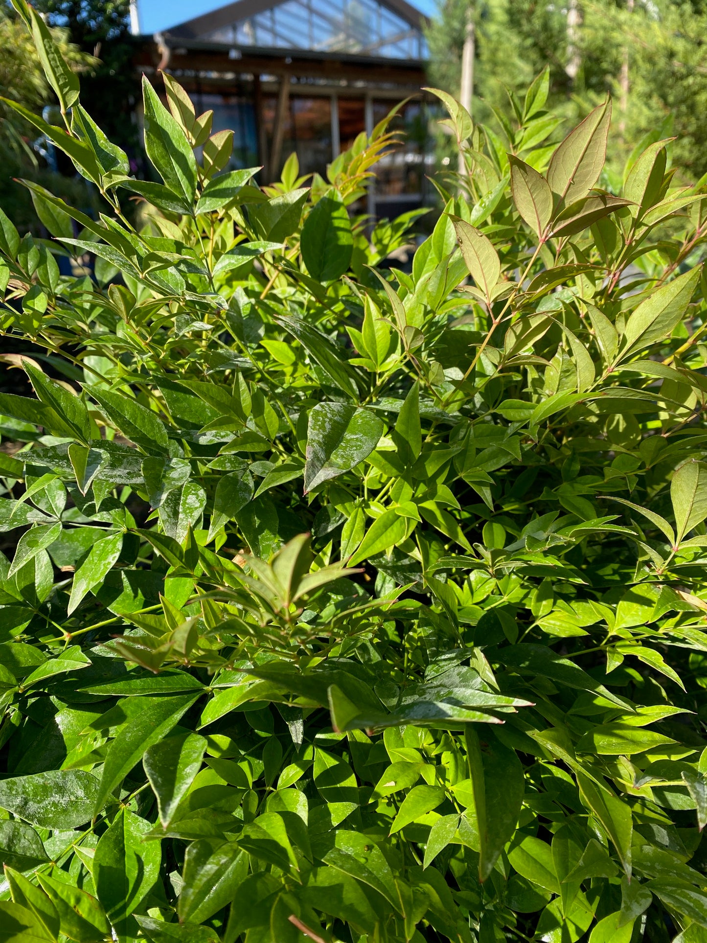 Heiliger Bambus 'Gulf Stream' / Nandina domestica 'Gulf Stream'