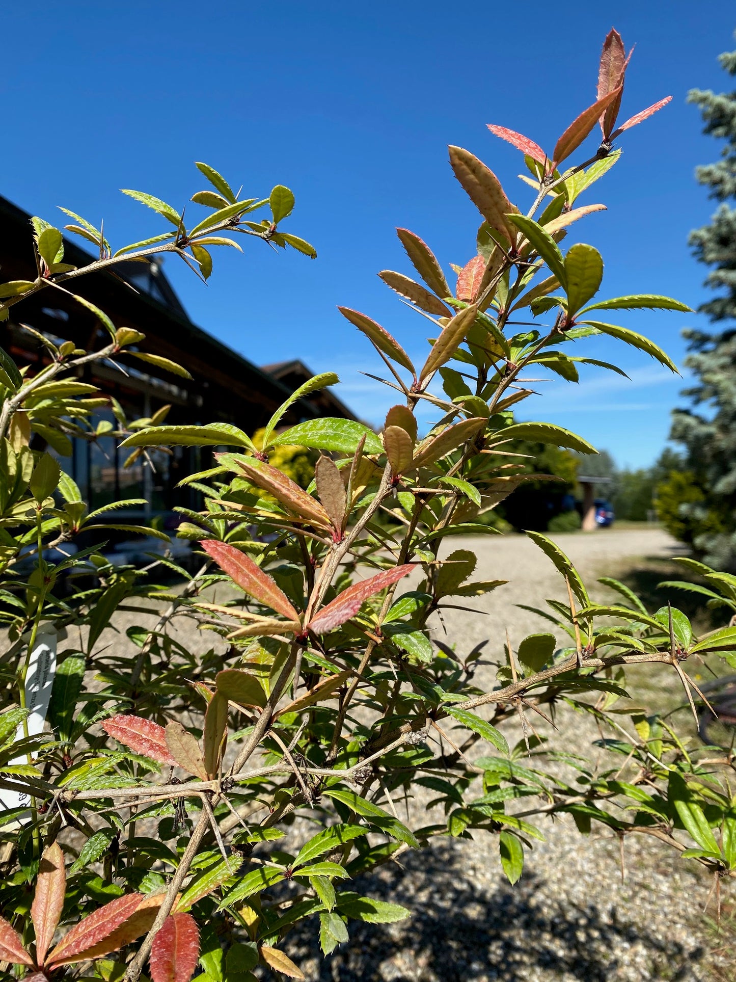 Großblättrige Berberitze / Berberis julianae