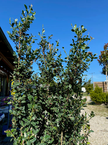 Kleinlaubige Japan-Hülse 'Green Hedge' / Ilex crenata 'Green Hedge'