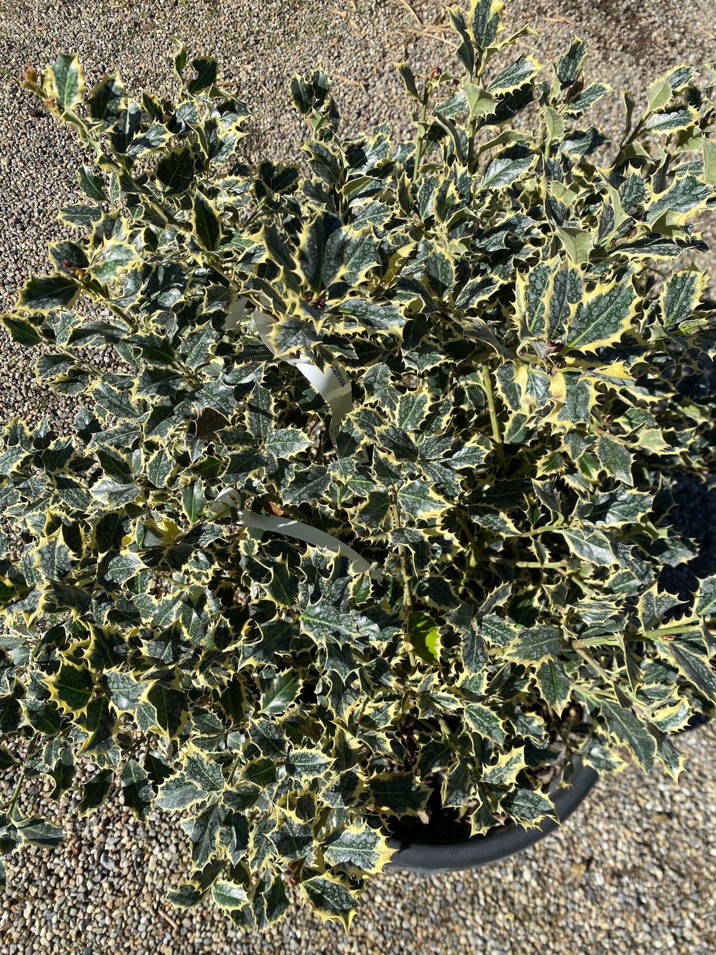 Weißbunte Stechpalme 'Argentea Marginata' / Ilex aquifolium 'Argentea Marginata'