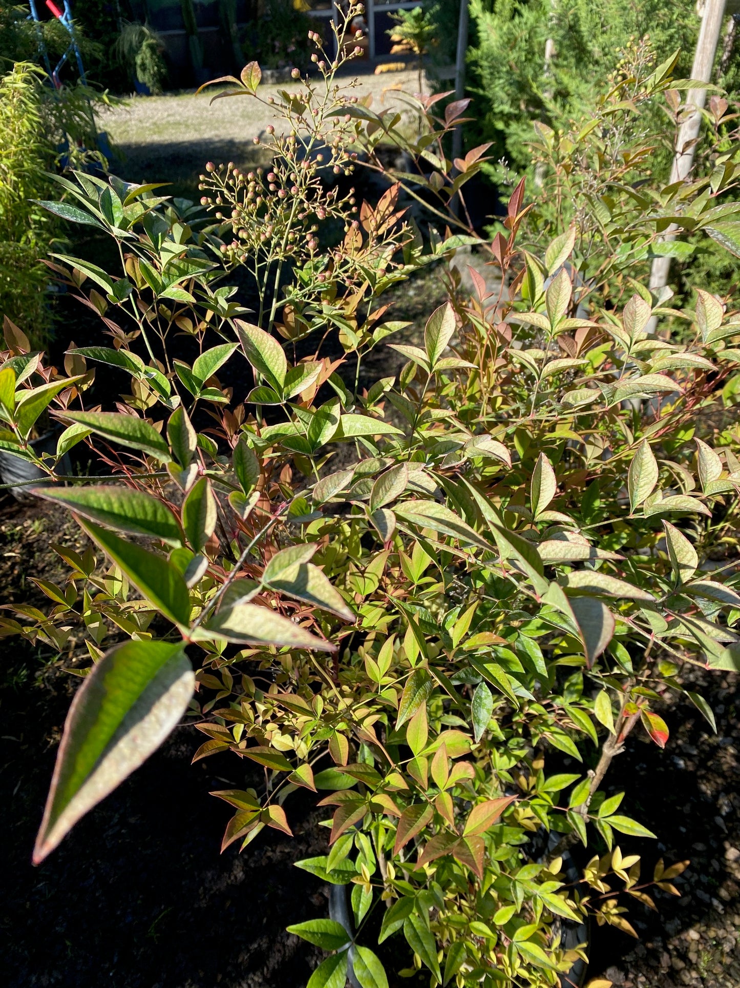 Heiliger Bambus / Nandina domestica