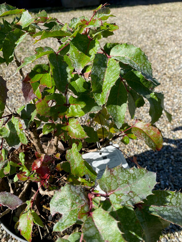 Gewöhnliche Mahonie / Mahonia aquifolium