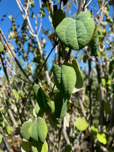 Judasblattbaum / Cercidiphyllum japonicum