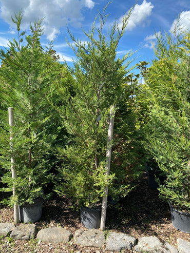 Gelbe Baumzypresse 'Castlewellan Gold' / Cupressocyparis leylandii 'Castlewellan Gold'