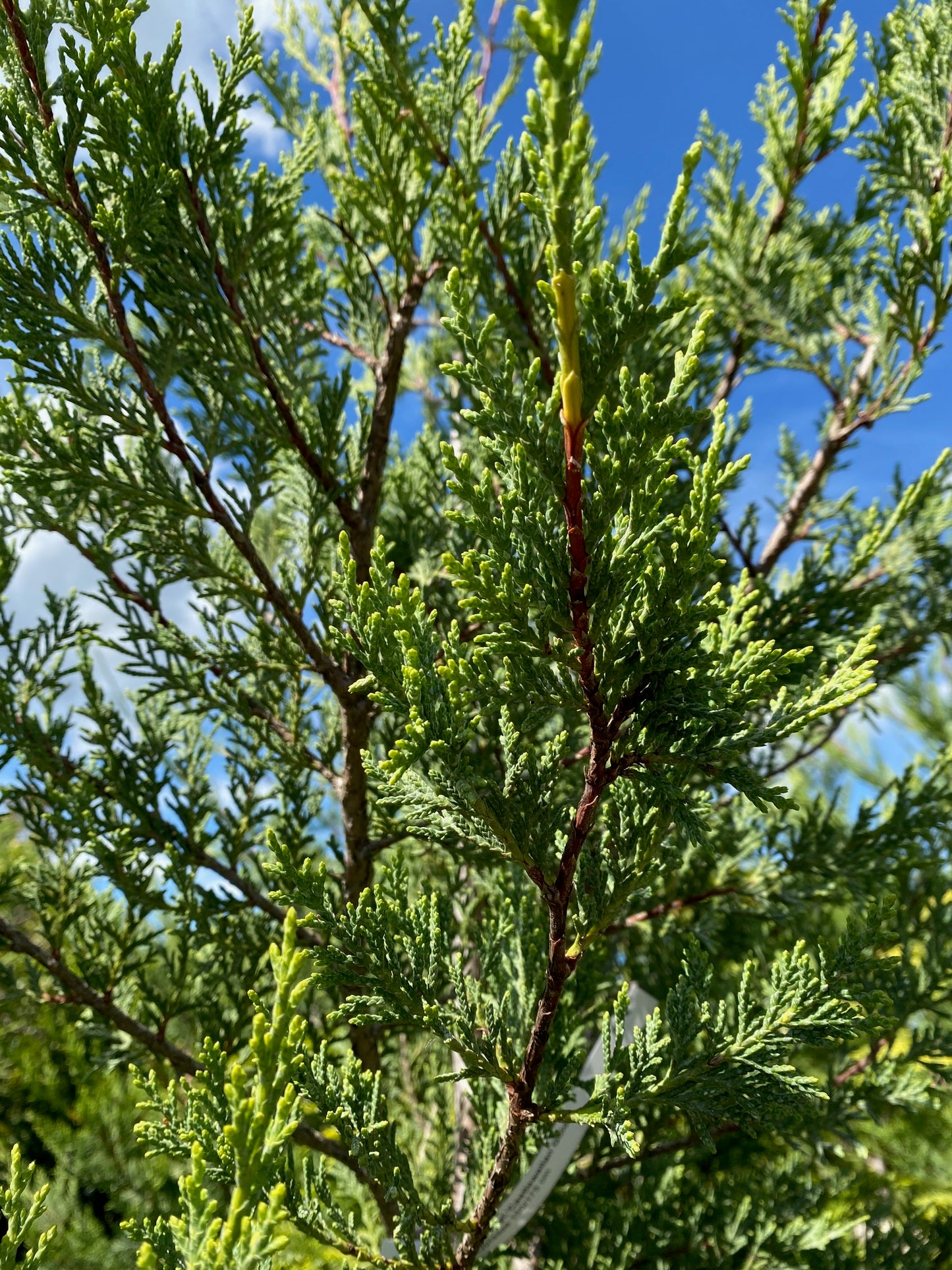 Gelbe Baumzypresse 'Castlewellan Gold' / Cupressocyparis leylandii 'Castlewellan Gold'