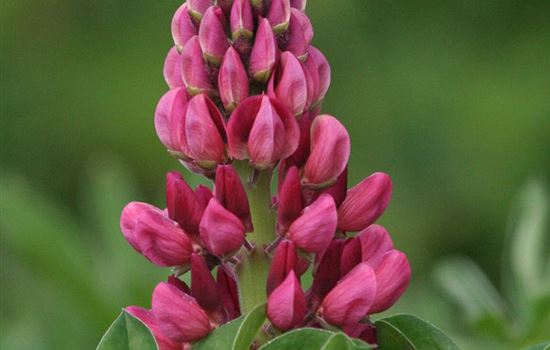 Bauerngarten Winterfeste Lupine Lupinus nanus   Gallery Rosa 