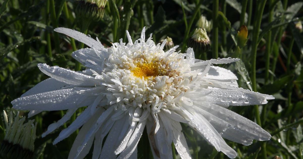 Großblumige GartenMargerite 'Christine Hagemann'