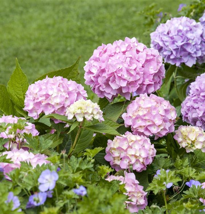 Hortensie 'Endless Summer'® Collection