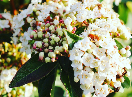 Immergrüne Pflanzen