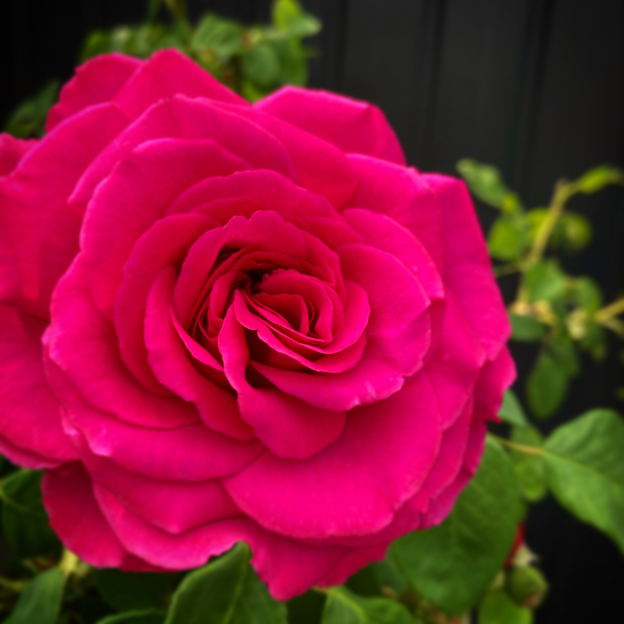 Rosen