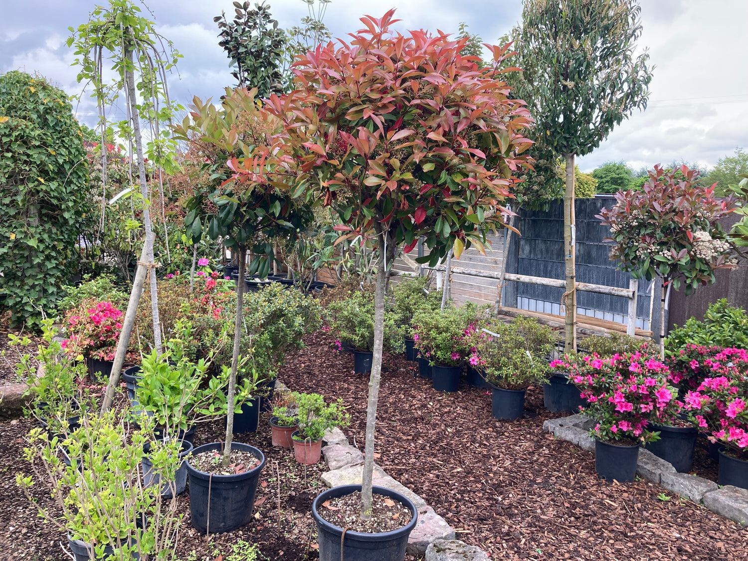 Immergrüne Hoch- und Halbstämme