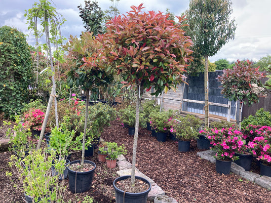 Immergrüne Hoch- und Halbstämme