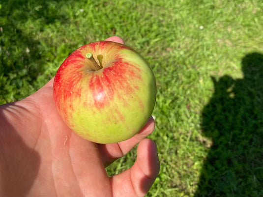 Obstgehölze & Beerenobst