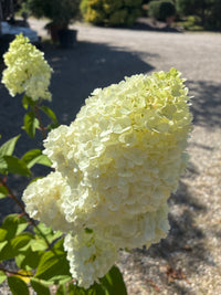 Rispenhortensie / 'Magical Mont Blanc'