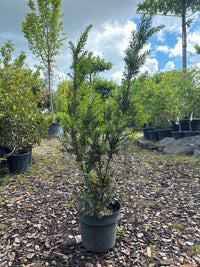 Eibe 'Hillii' / Taxus x media 'Hillii'