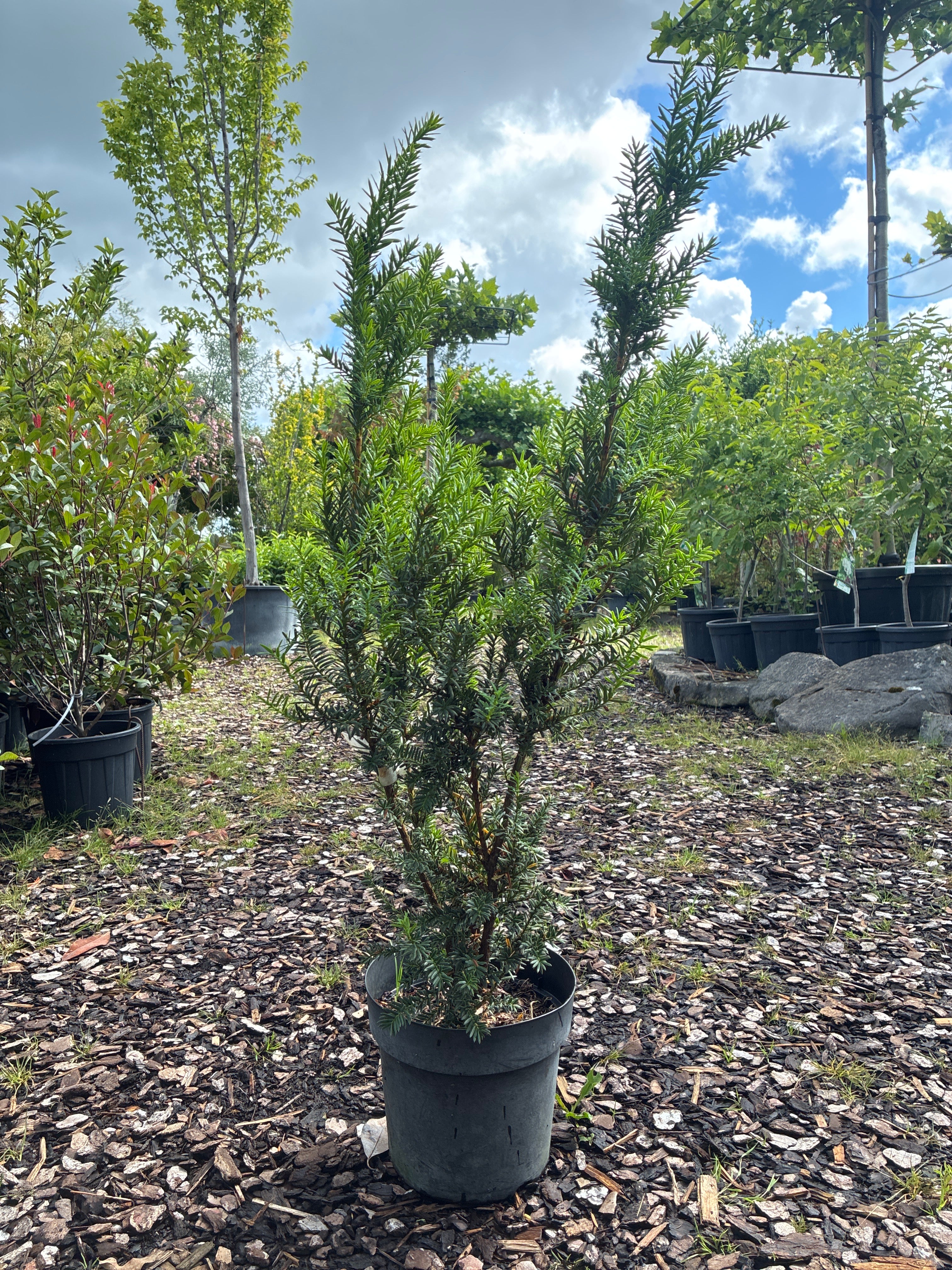 Eibe 'Hillii' / Taxus x media 'Hillii'