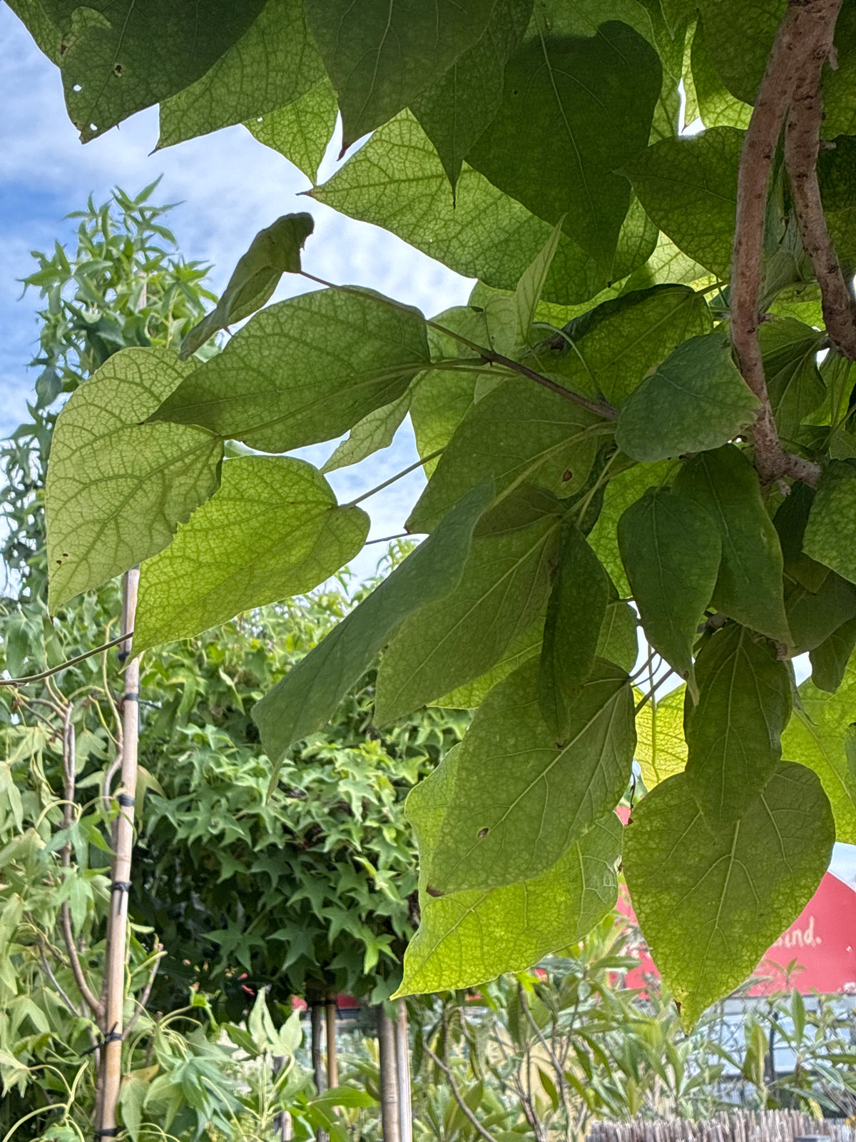 Kugel-Trompetenbaum 'Nana' / Catalpa bignonioides 'Nana'