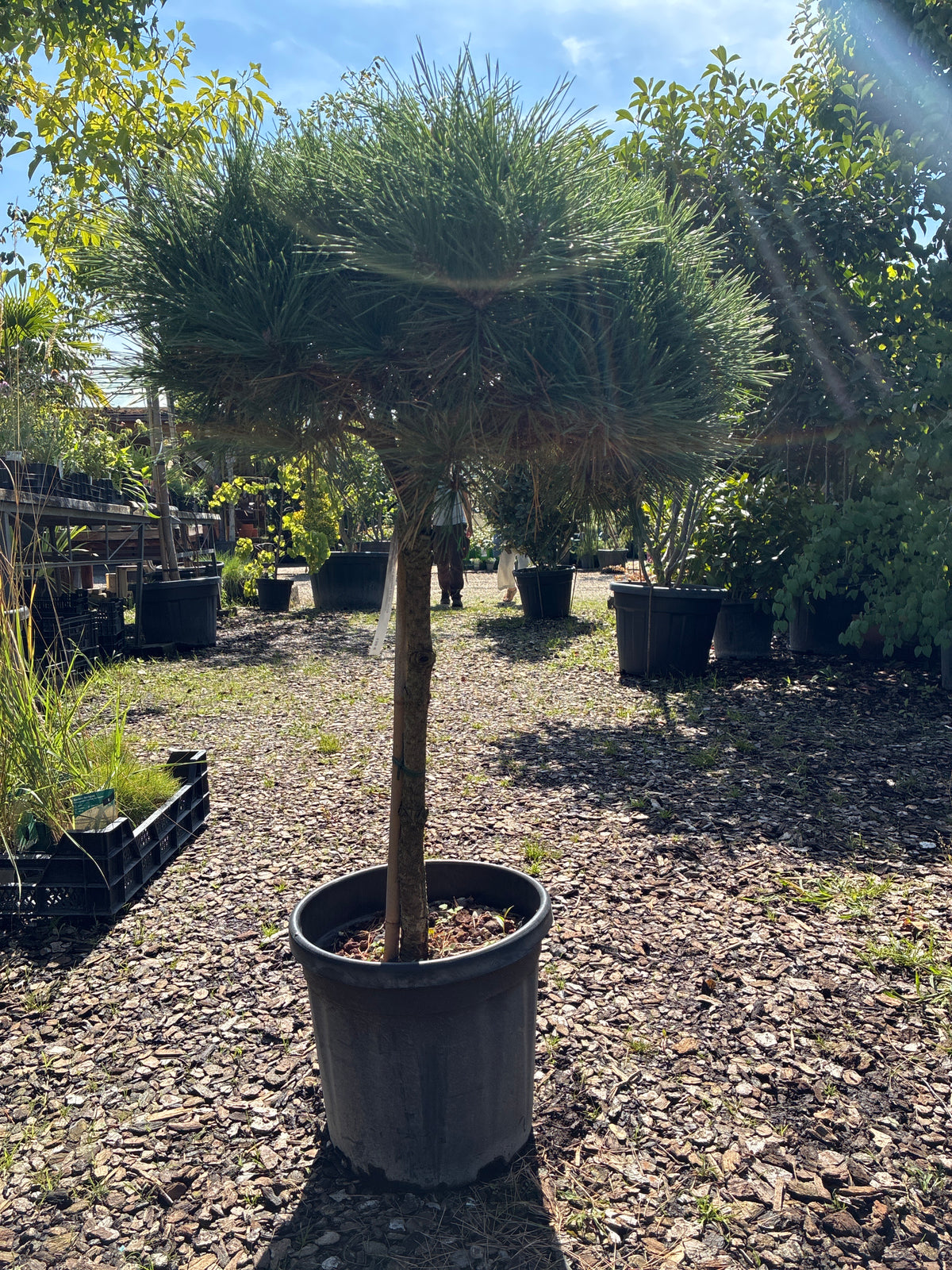 Kugel-Schwarzkiefer / PINUS NIGRA 'BREPO'