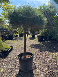Kugel-Schwarzkiefer / PINUS NIGRA 'BREPO'