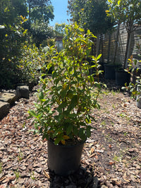 Lorbeer-Schneeball 'Eve Price' / Viburnum tinus 'Eve Price'