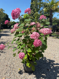 Ballhortensie 'Ruby Annabelle'® / Hydrangea arborescens 'Ruby Annabelle'®