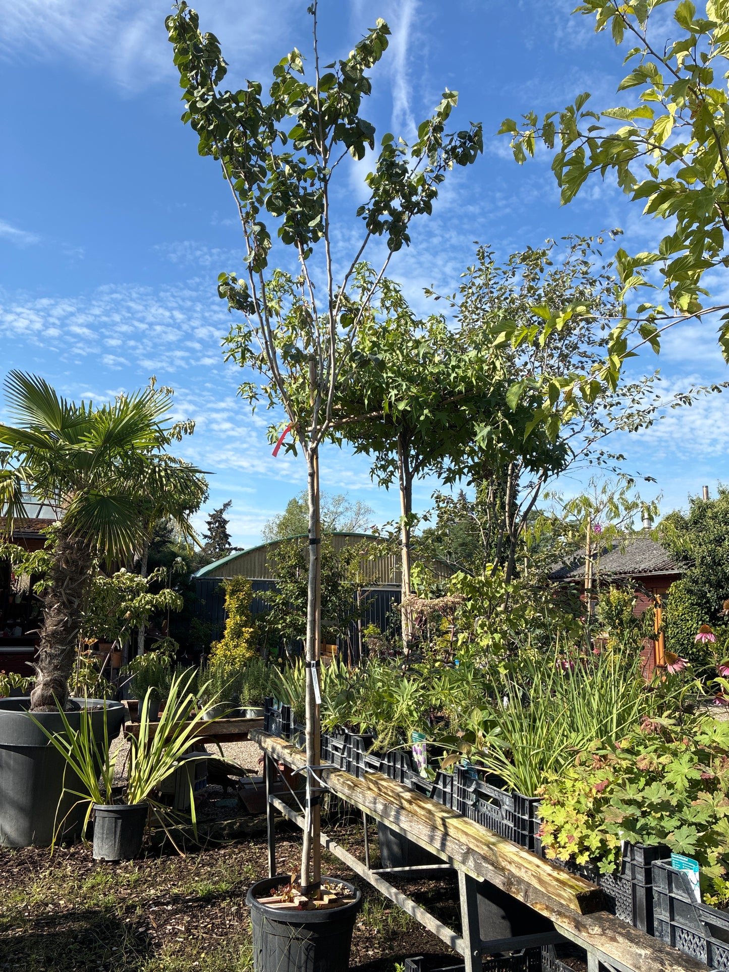 Judasbaum 'Avondale' / Cercis chinensis 'Avondale'