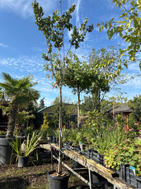 Judasbaum 'Avondale' / Cercis chinensis 'Avondale'