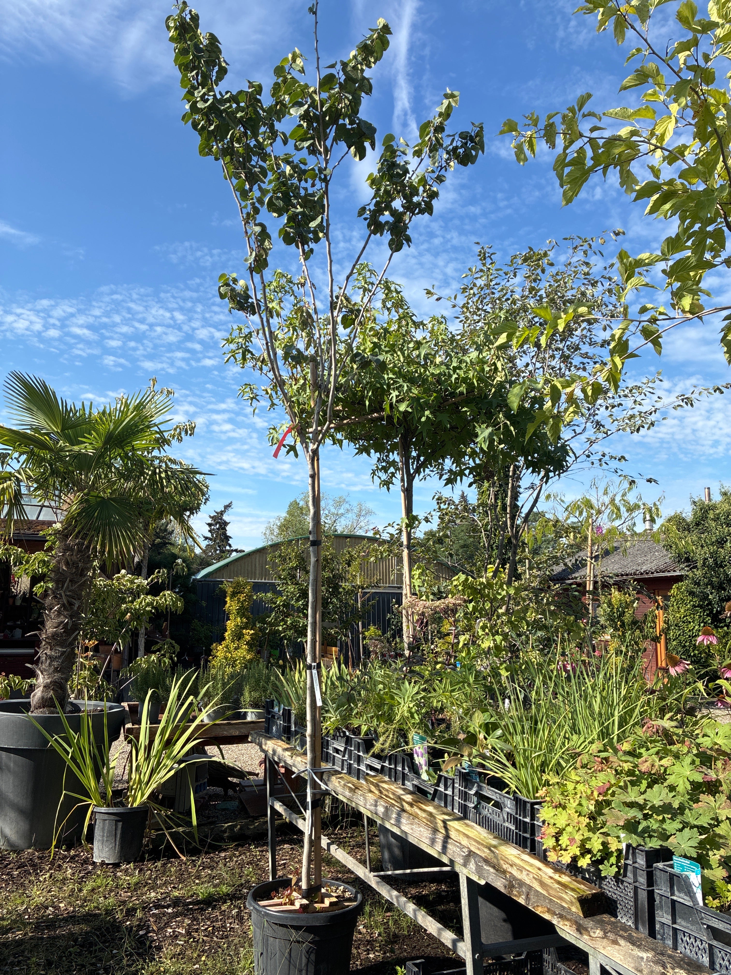 Judasbaum 'Avondale' / Cercis chinensis 'Avondale'
