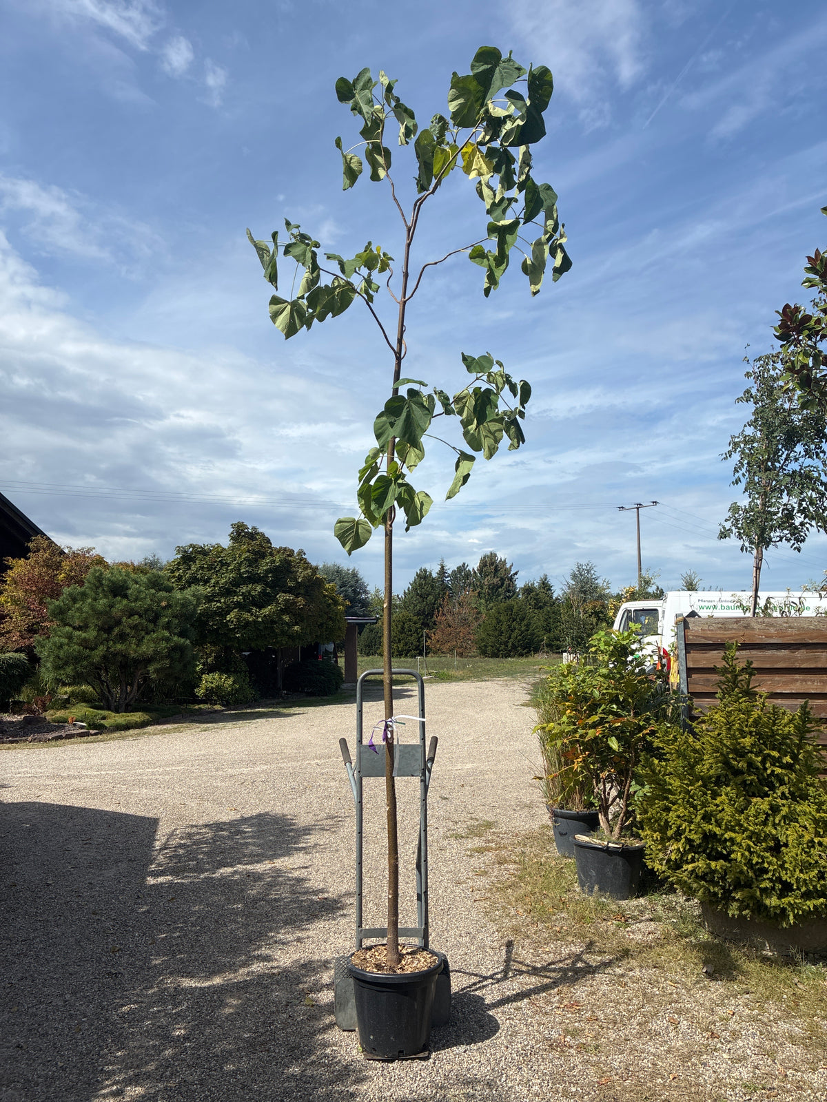 Blauglockenbaum / Paulownia tomentosa