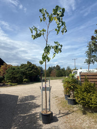 Blauglockenbaum / Paulownia tomentosa