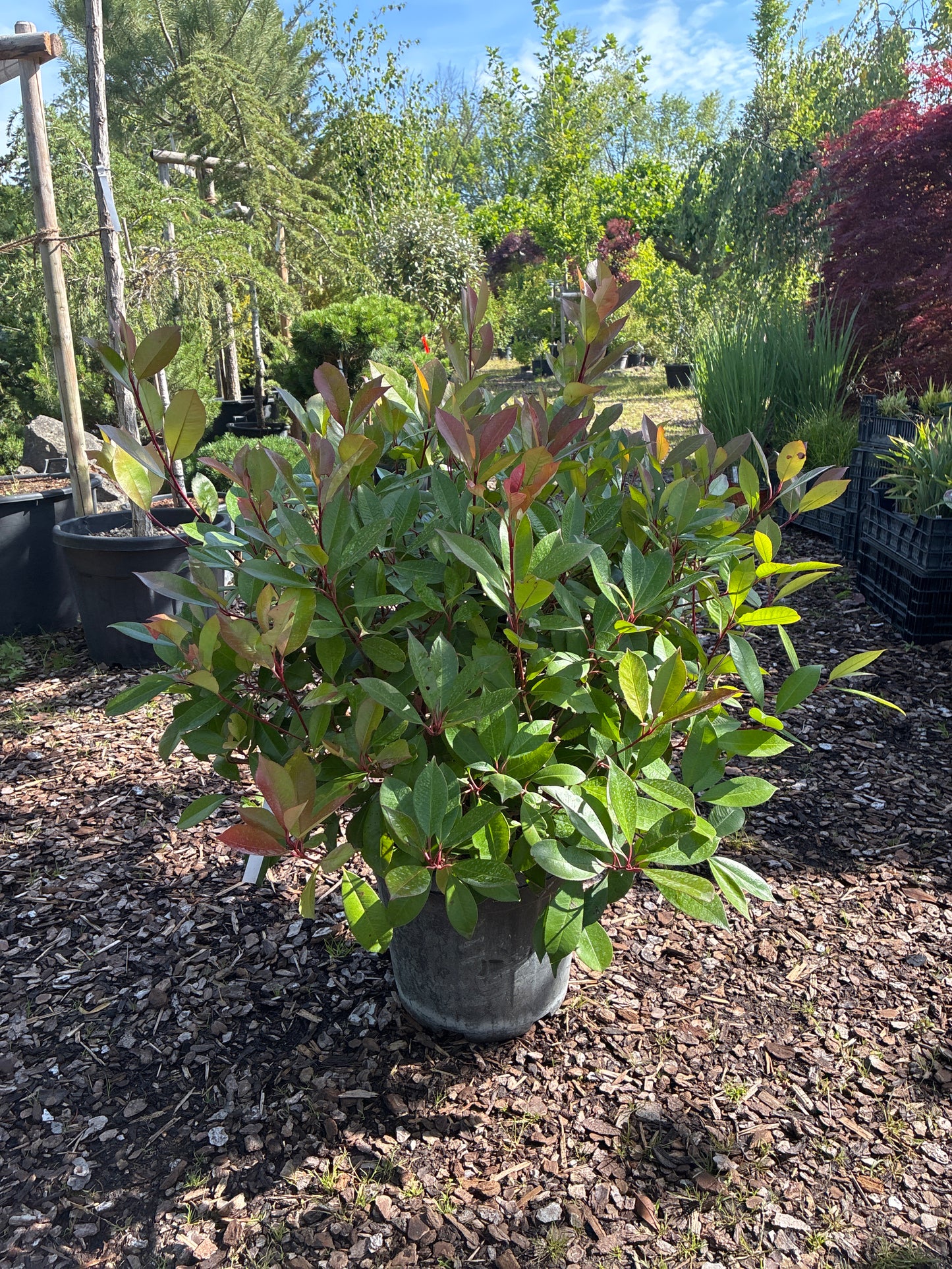 Glanzmispel 'Red Robin' / Photinia fraseri 'Red Robin'